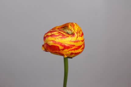Ranunculus Cloony Elios holl