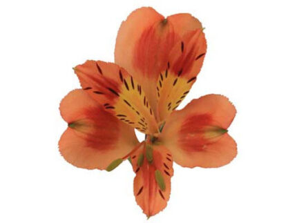 Alstro. Orange cont fl