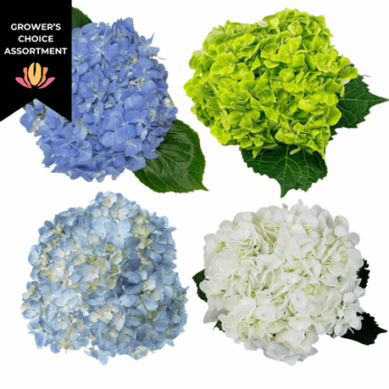 Hydrangea Asst(30case) hydrafl