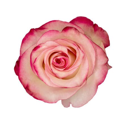 Rose Paloma 40cm naranjo