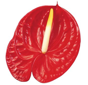 Anterium Red x12 holl