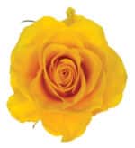 Rose Impact Yellow 40cm tessa