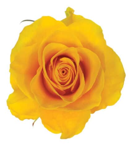 Rose Impact Yellow 40cm tessa