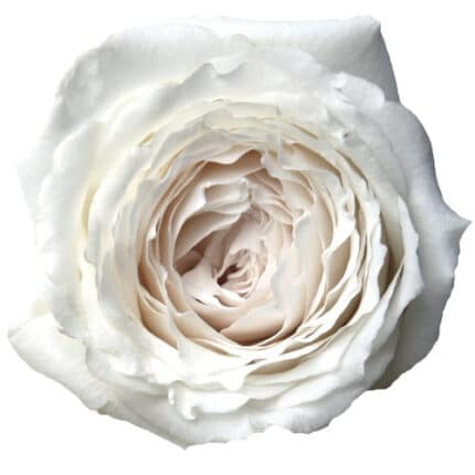 Rose Garden Priness Miyuki Whi