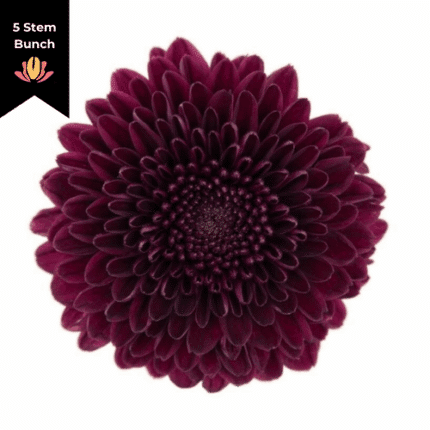 Mum Disbud Ball Aragon Purple sole