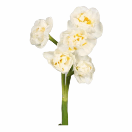 Daffodil Cheerfulness camflor