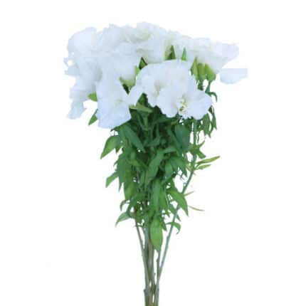 Godetia White holl -