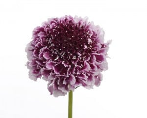 Scabiosa Scoop Purple/White av