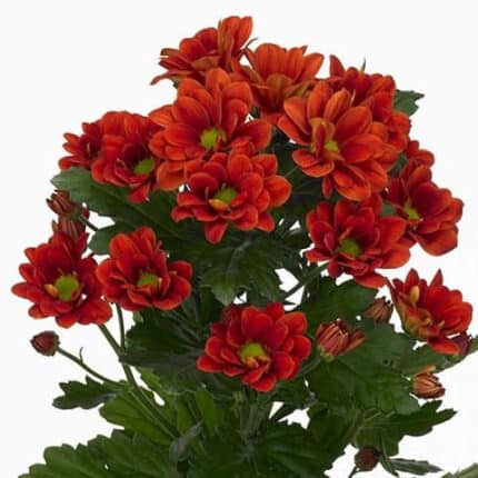 Pom Daisy DarkCopper bmark