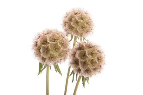 baaec069-8461-459d-8797-045232a77c2b.jpg Scabiosa Stellata Preserved Lt - Image 1