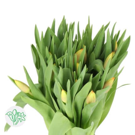 Tulip Dow Jones holl