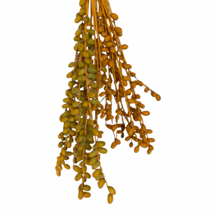 Dates Golden camflor