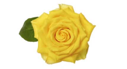Rose Stardust 50cm rfi