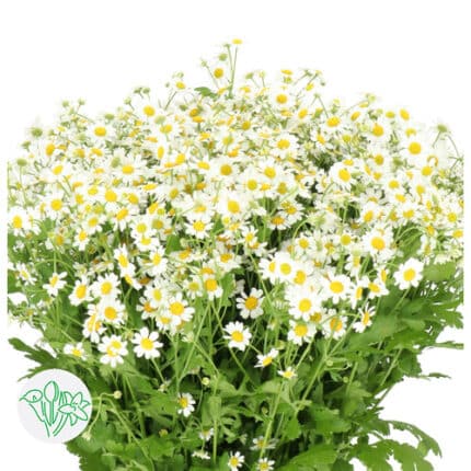 Tanacetum Cameron holl