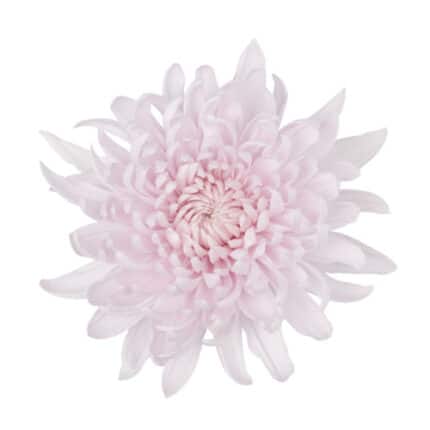 Mum Cremon Yerevan Pink fresca