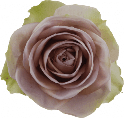Rose Amnesia 50cm rprima