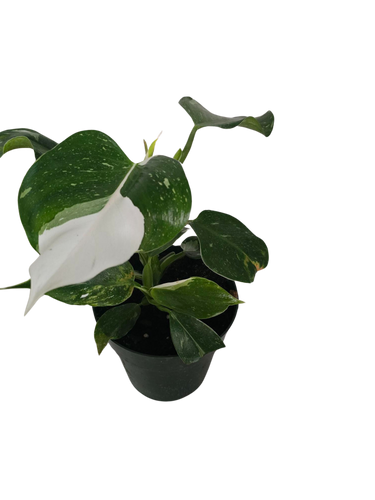 6" Philo White Wizard