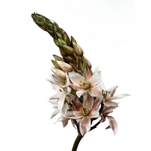 bb0c0f0e-7f89-40d0-bc13-75e546b38ef9.png Star Of Beth Brown holl - Image 1