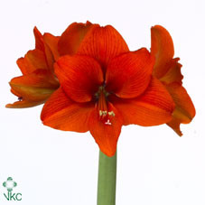 Amaryllis tineke verburg(h)l(s