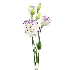 Lisianthus White Purple edge h