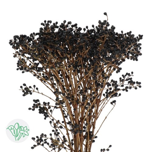 bb367b6b-7629-4f8a-9e31-f915f694543d.jpg Ligutrum Magical Black Pearl h - Image 1