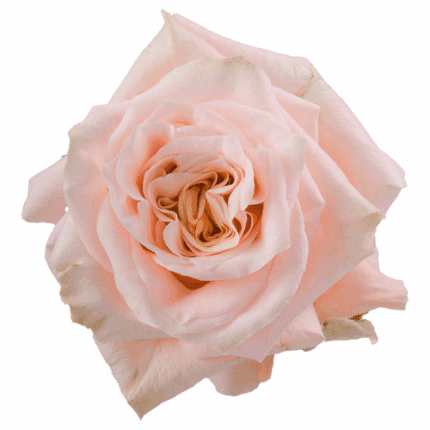 Rose Shimmer 60cm flo comp