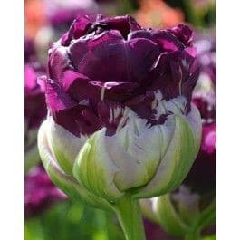 Tulip Dbl Blue Wow by