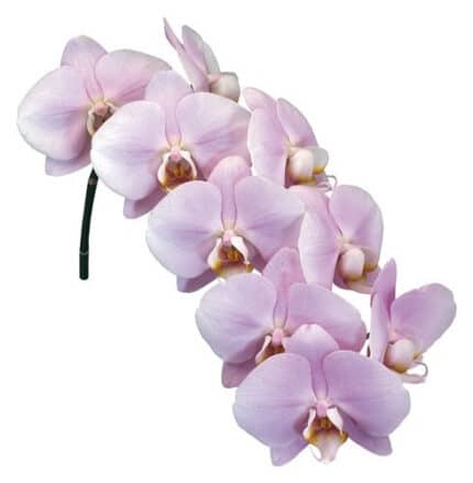 Phals Light Pink Holl stem
