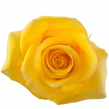 Rose Momentum 80cm Rprima