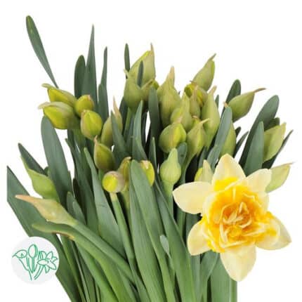 Daffodil DickWilden holl