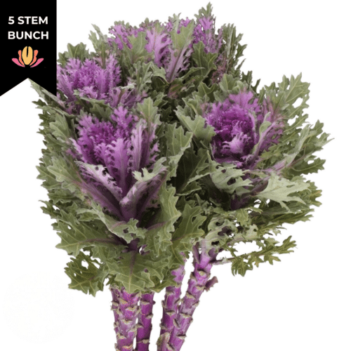 bb6c9183-6f93-42ef-bcf0-bf5ba8a01bb1.png Kale Feather Queen holex(5st) - KAL FEA QUEEN BELLA - Image 1