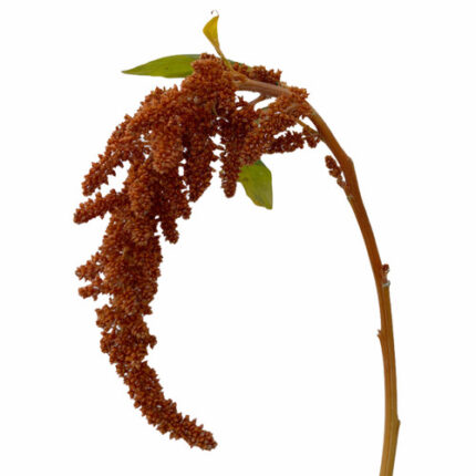 Amaranthus  Copper Camflor