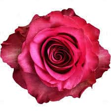 Rose Lola 70cm tessa