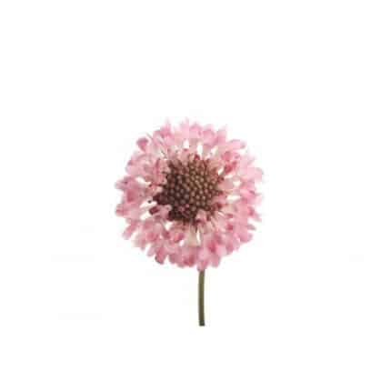 Scabiosa Pink holl