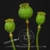 Poppy Pods canada