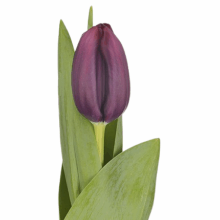 Tulip Night Vision canada