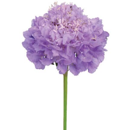 Scabiosa Lavender israel