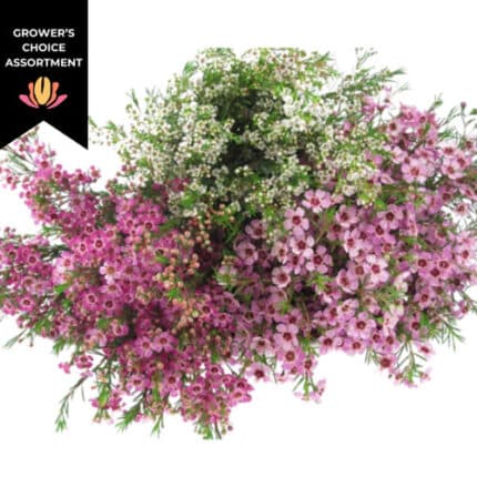 Waxflower Asst(14case)galleia