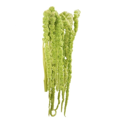 bc0a022a-c531-4d4c-bf3e-da7eb0b55cda.jpg Amaranthus Green Hanging 80cm toscana - Image 1