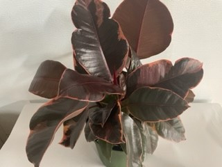 6" Ruby Ficus