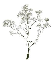 Baby'sBreath Vivo rio