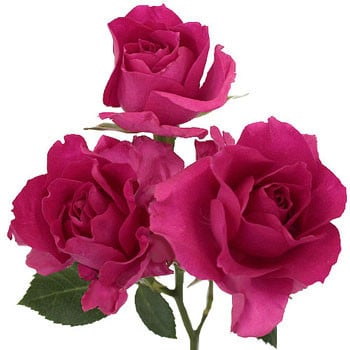 Spray Rose Supernova trilogy