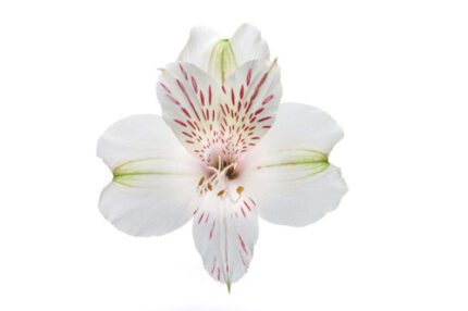Alstro.Sel. Snowtime White BM