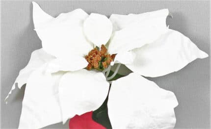 Poinsettia wht x9 weather resi
