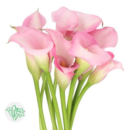 Calla Lt Pink holl