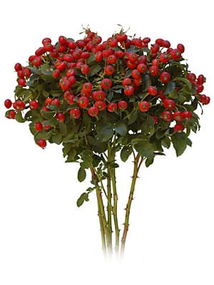 Rosehips 24-32"s.v.(5)