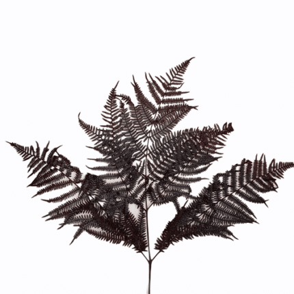 Leatherleaf Dried Dk Brown hol