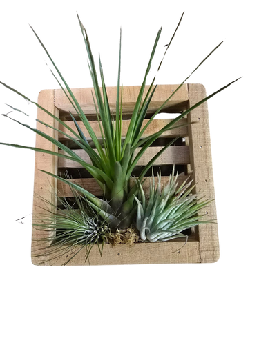 6" Teak Frame w/Air Plants