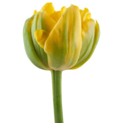 Tulip Double Dancing Queen holl
