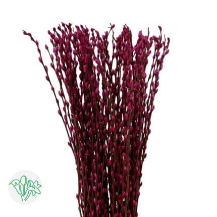 PussyWillow Dyed Hot Pink 70c